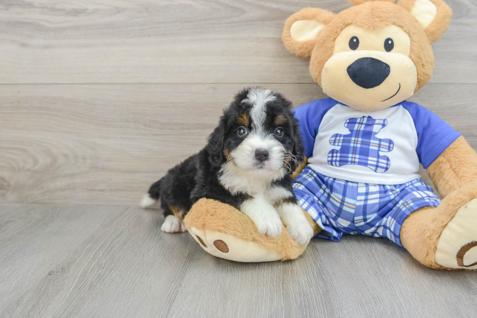 Small Mini Bernedoodle Baby