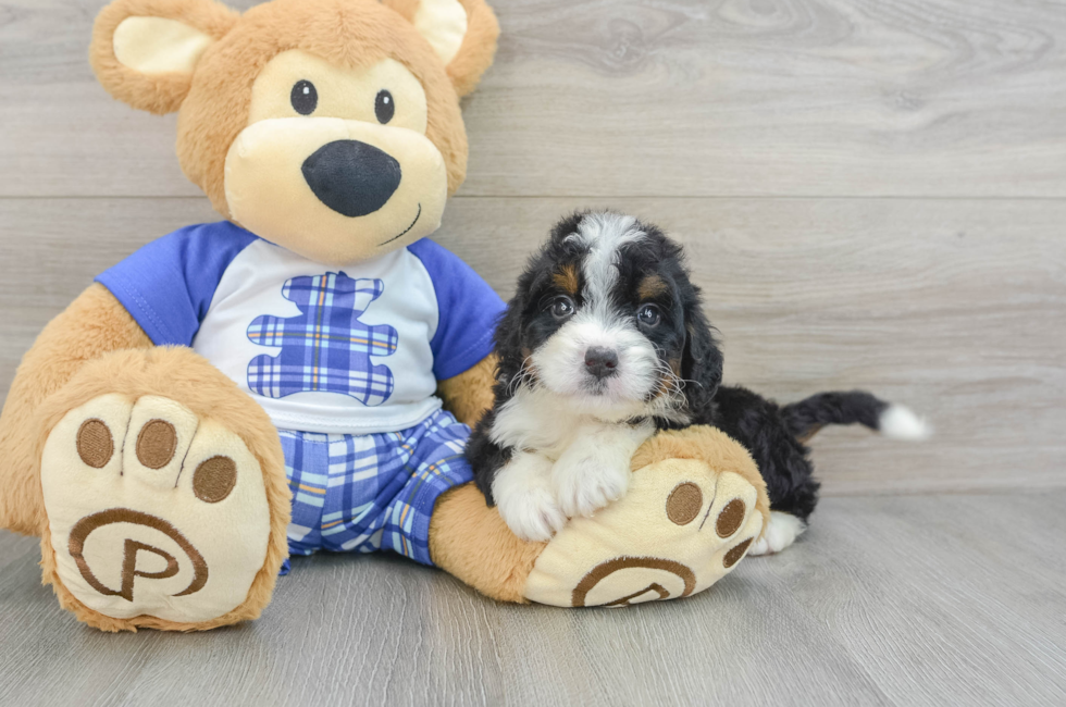 6 week old Mini Bernedoodle Puppy For Sale - Lone Star Pups