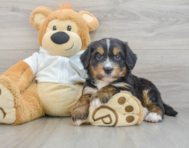 8 week old Mini Bernedoodle Puppy For Sale - Lone Star Pups