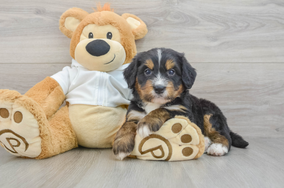 7 week old Mini Bernedoodle Puppy For Sale - Lone Star Pups