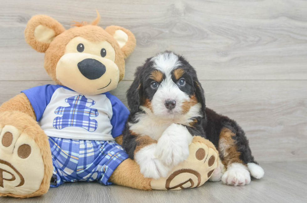 5 week old Mini Bernedoodle Puppy For Sale - Lone Star Pups