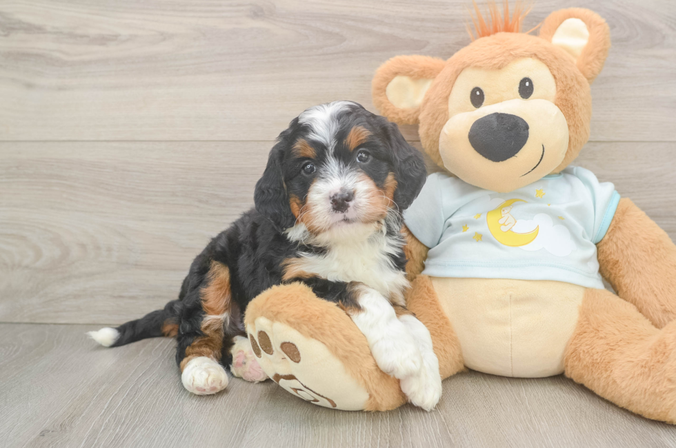 5 week old Mini Bernedoodle Puppy For Sale - Lone Star Pups