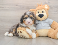 7 week old Mini Bernedoodle Puppy For Sale - Lone Star Pups