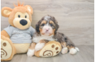 Happy Mini Bernedoodle Baby