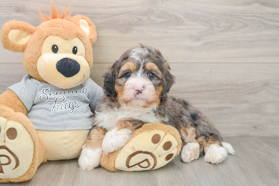 Happy Mini Bernedoodle Baby