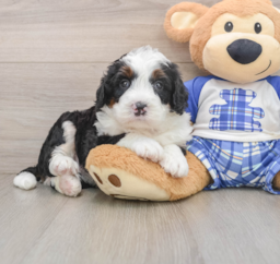 7 week old Mini Bernedoodle Puppy For Sale - Lone Star Pups