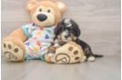 Little Mini Bernadoodle Poodle Mix Puppy