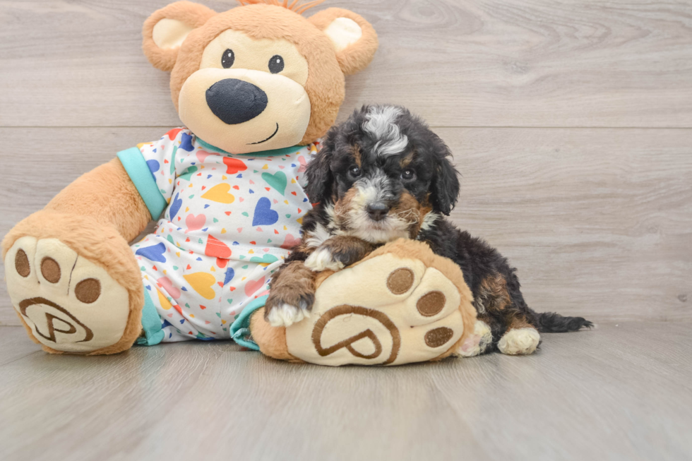 Little Mini Bernadoodle Poodle Mix Puppy