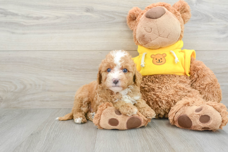 Petite Mini Bernedoodle Poodle Mix Pup