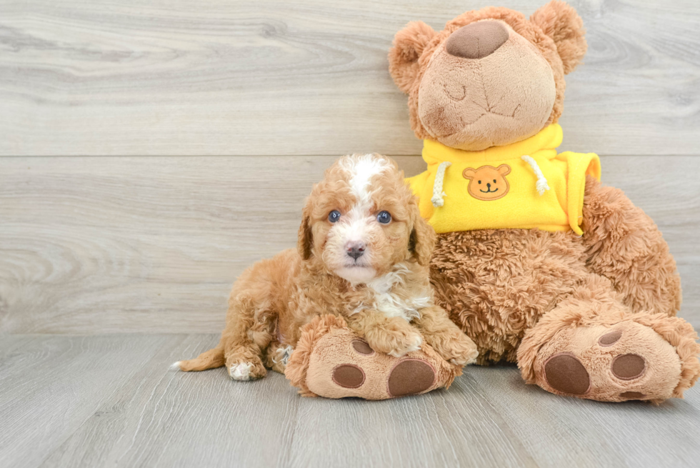 Petite Mini Bernedoodle Poodle Mix Pup