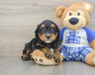 7 week old Mini Bernedoodle Puppy For Sale - Lone Star Pups