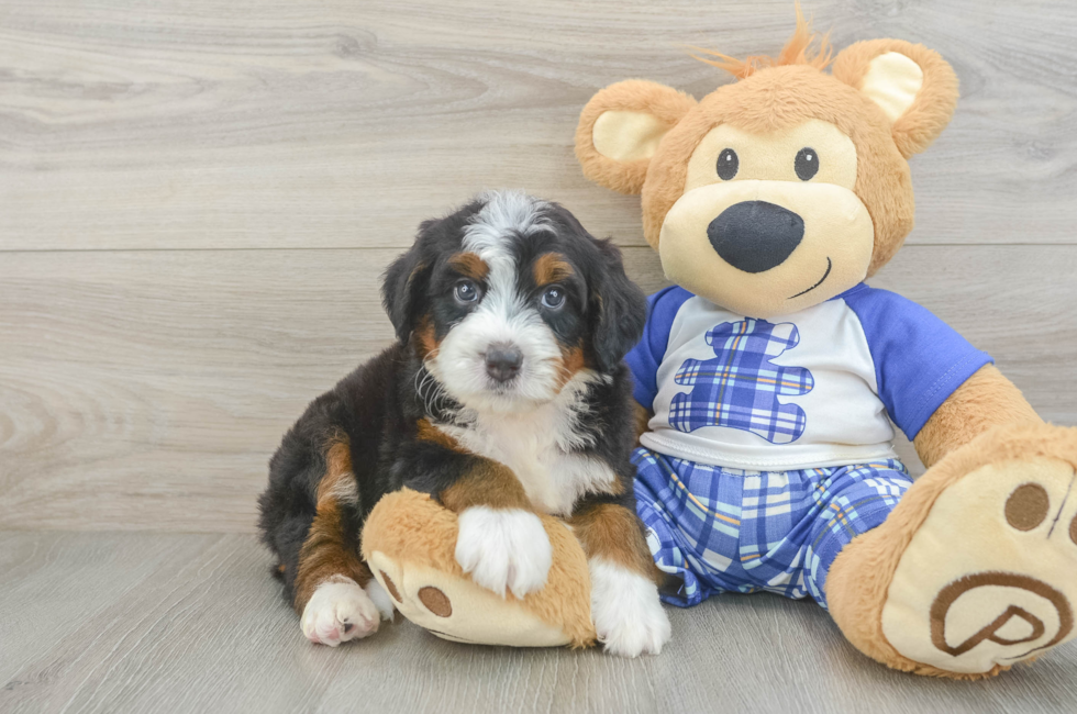 5 week old Mini Bernedoodle Puppy For Sale - Lone Star Pups