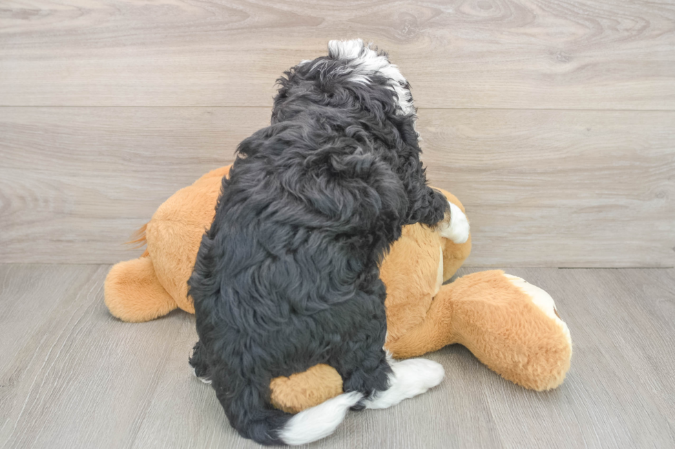 Small Mini Bernedoodle Baby