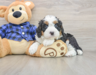 6 week old Mini Bernedoodle Puppy For Sale - Lone Star Pups