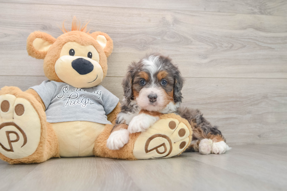 Happy Mini Bernedoodle Baby