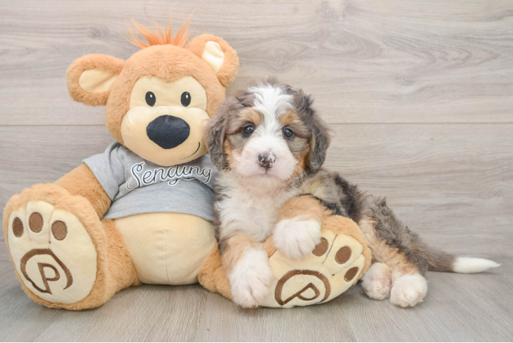 Hypoallergenic Mini Bernadoodle Poodle Mix Puppy