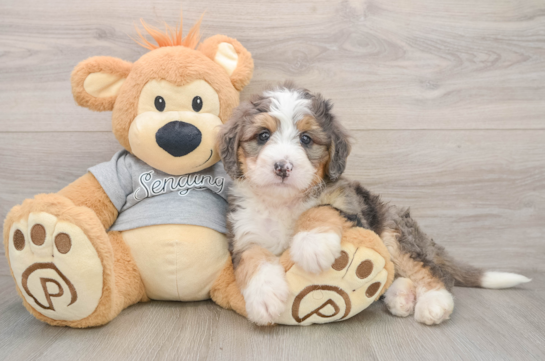 Hypoallergenic Mini Bernadoodle Poodle Mix Puppy