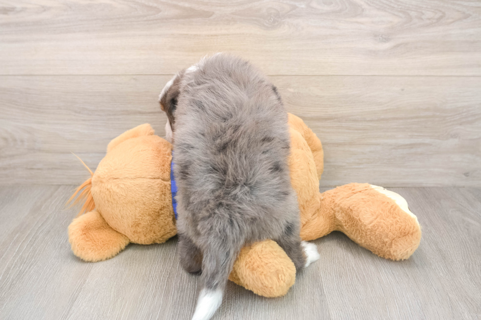 Mini Bernedoodle Puppy for Adoption