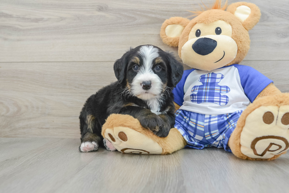 Mini Bernedoodle Pup Being Cute