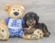 7 week old Mini Bernedoodle Puppy For Sale - Lone Star Pups