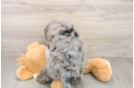 Best Mini Bernedoodle Baby