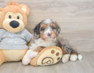 7 week old Mini Bernedoodle Puppy For Sale - Lone Star Pups