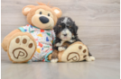 Smart Mini Bernedoodle Poodle Mix Pup