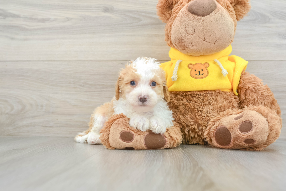 Cute Mini Bernedoodle Baby