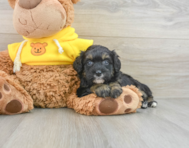 7 week old Mini Bernedoodle Puppy For Sale - Lone Star Pups