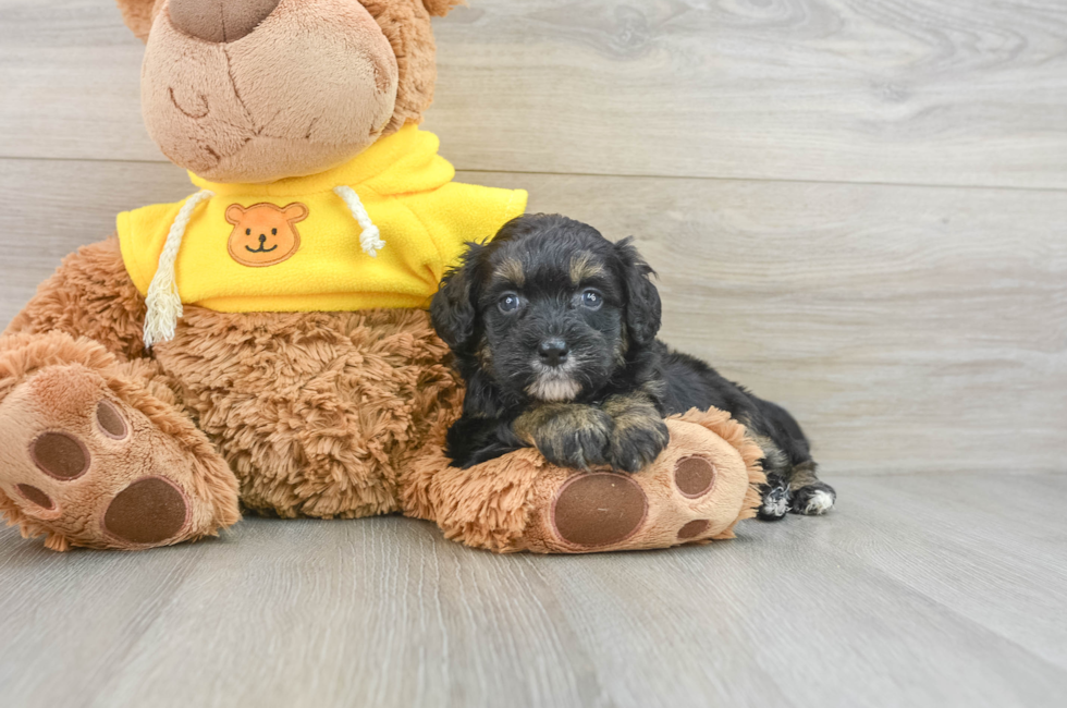 8 week old Mini Bernedoodle Puppy For Sale - Lone Star Pups