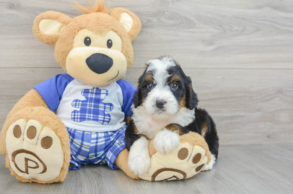 6 week old Mini Bernedoodle Puppy For Sale - Lone Star Pups