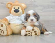 7 week old Mini Bernedoodle Puppy For Sale - Lone Star Pups