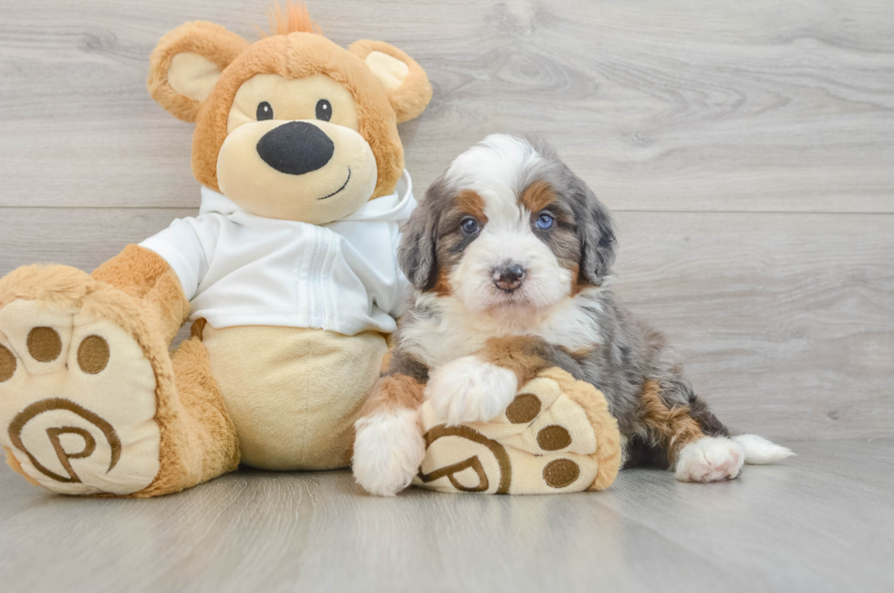 7 week old Mini Bernedoodle Puppy For Sale - Lone Star Pups