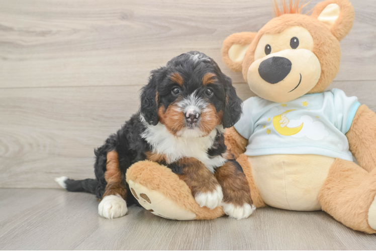 Smart Mini Bernedoodle Poodle Mix Pup