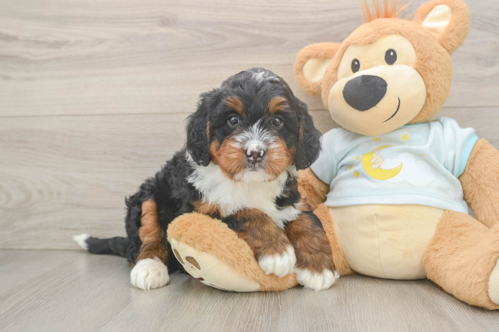 Smart Mini Bernedoodle Poodle Mix Pup