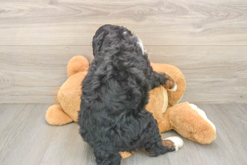 Energetic Mini Berniedoodle Poodle Mix Puppy