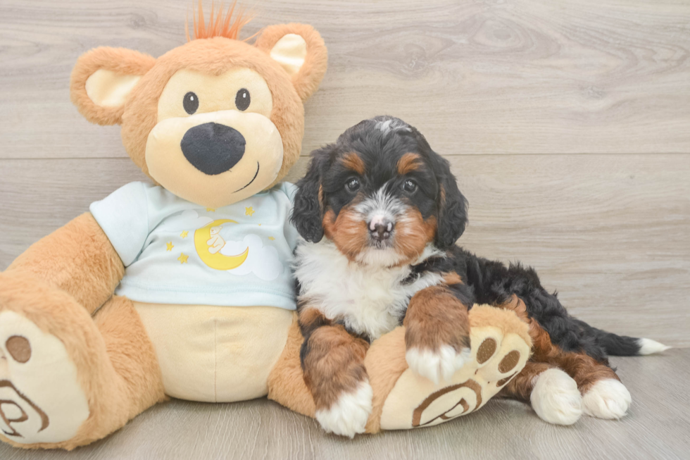 Petite Mini Bernedoodle Poodle Mix Pup