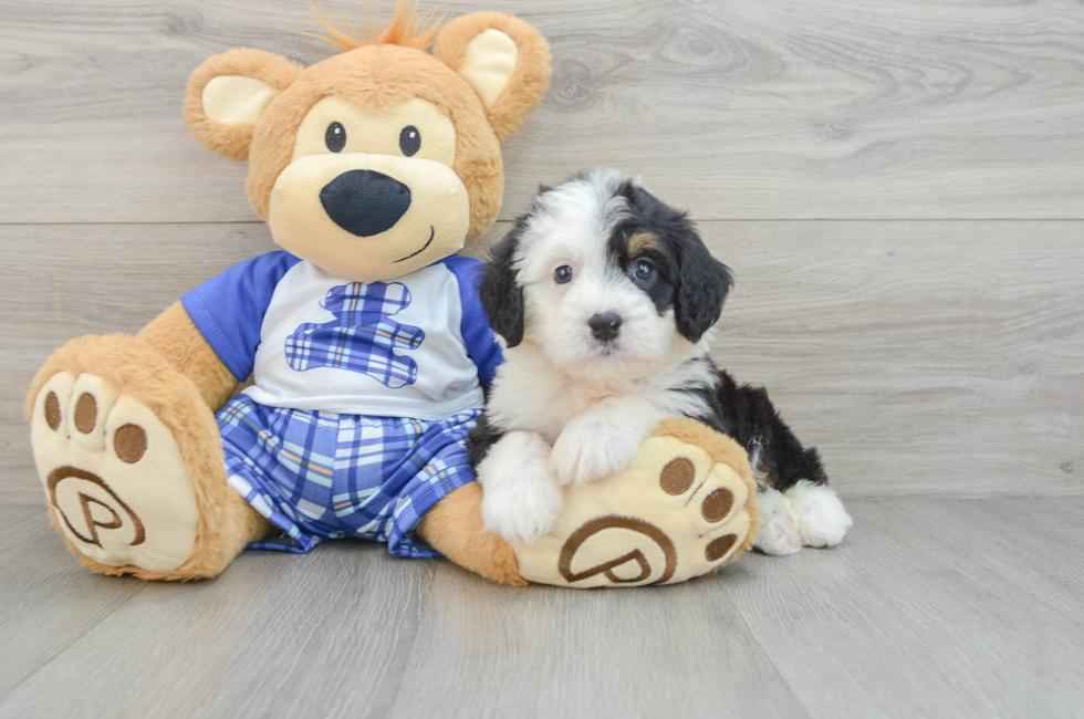 6 week old Mini Bernedoodle Puppy For Sale - Lone Star Pups