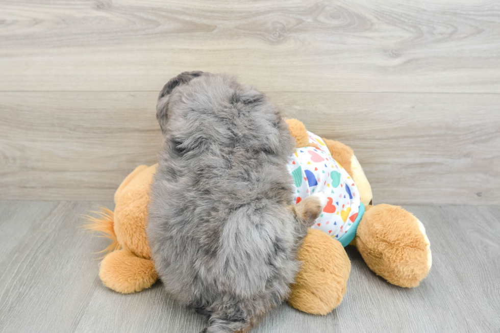 Mini Bernedoodle Pup Being Cute