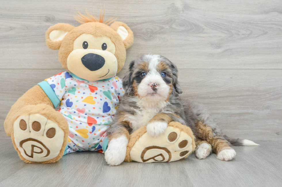 Best Mini Bernedoodle Baby