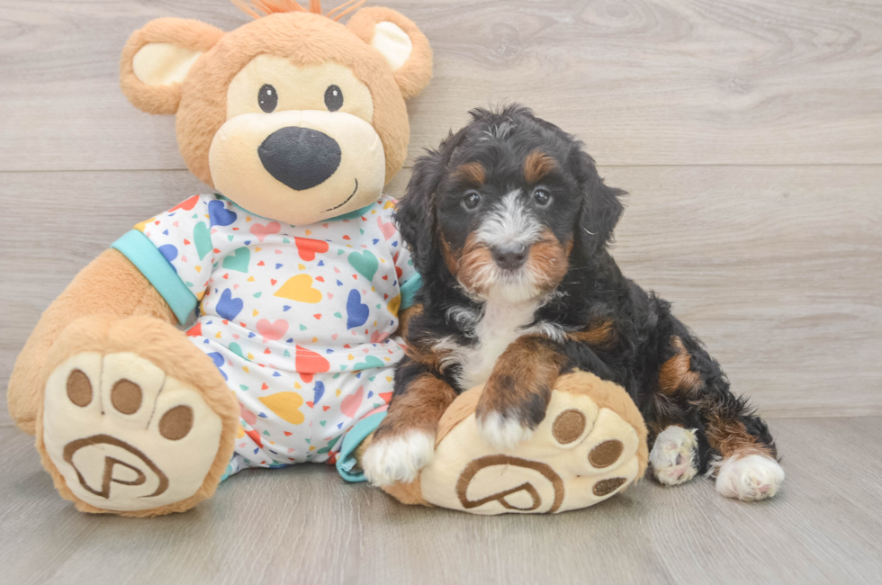 5 week old Mini Bernedoodle Puppy For Sale - Lone Star Pups