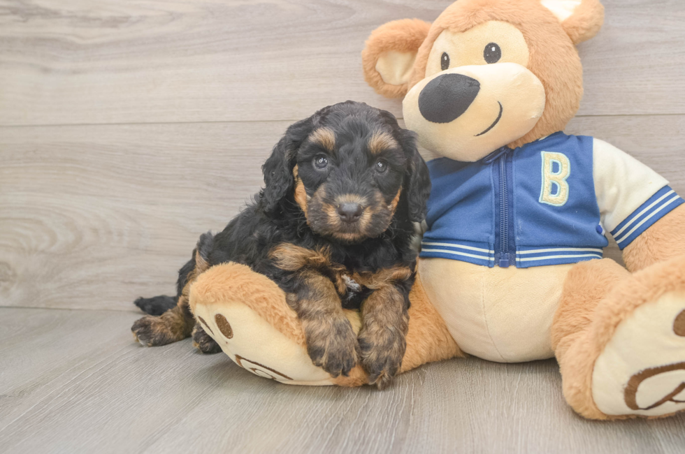 5 week old Mini Bernedoodle Puppy For Sale - Lone Star Pups