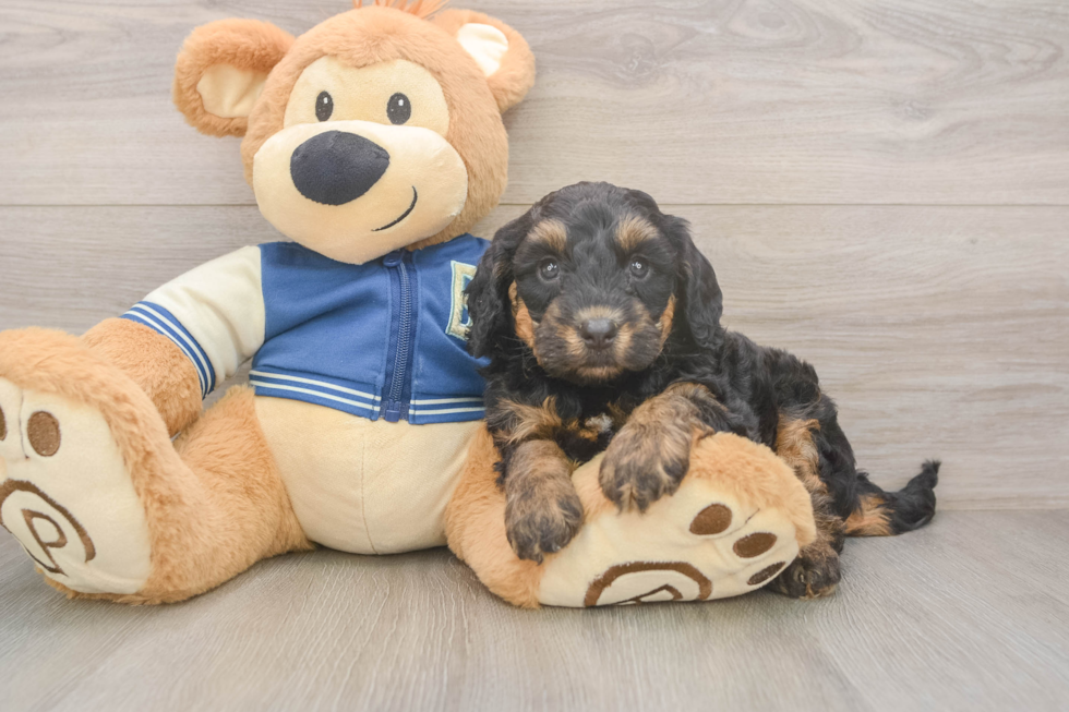 Popular Mini Bernedoodle Poodle Mix Pup