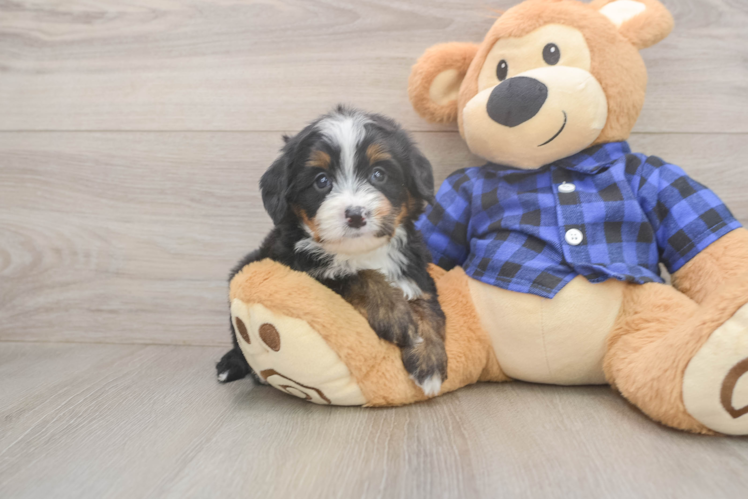 Popular Mini Bernedoodle Poodle Mix Pup