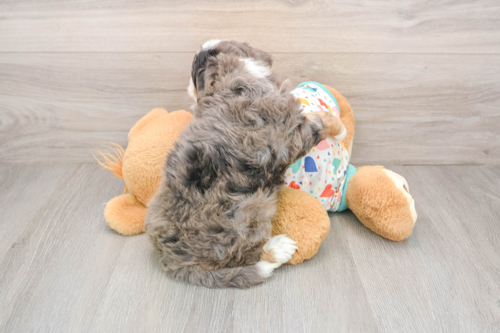 Mini Bernedoodle Pup Being Cute