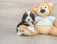 5 week old Mini Bernedoodle Puppy For Sale - Lone Star Pups