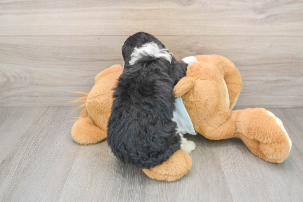 Funny Mini Bernedoodle Poodle Mix Pup