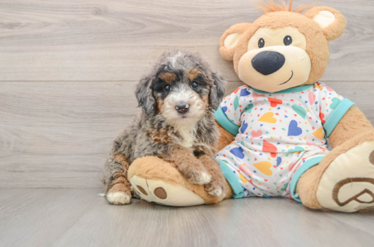 LADY, a Mini Bernedoodle littermate