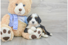 Mini Bernedoodle Puppy for Adoption