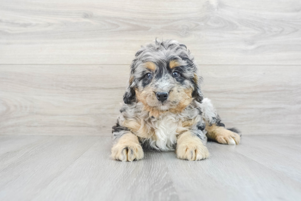 Mini Bernedoodle Pup Being Cute
